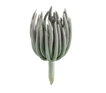 Dekorativna veja ECHEVERIA