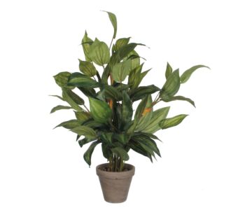 Dekorativna rastlina HOSTA